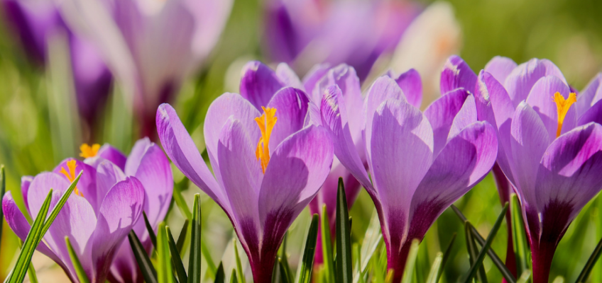 Crocus - printemps - mars